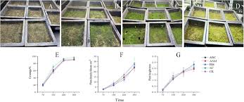 Attēlu rezultāti vaicājumam “Gymnostomum calcareum macro”