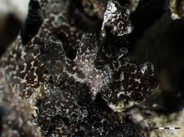 Attēlu rezultāti vaicājumam “Parmelia serrana”