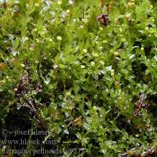 Attēlu rezultāti vaicājumam “Tetraphis pellucida”
