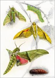 Attēlu rezultāti vaicājumam “Sphingidae”