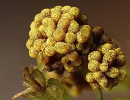 Attēlu rezultāti vaicājumam “Physarum virescens macro”