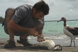 Image result for albatross dead chick
