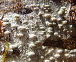 Attēlu rezultāti vaicājumam “Pertusaria leioplaca”