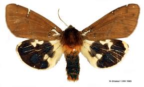 Attēlu rezultāti vaicājumam “Arctia caja”