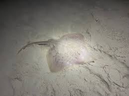 Image result for Rostroraja eglanteria