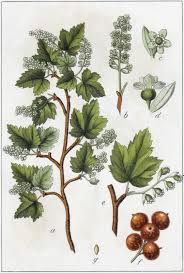 Attēlu rezultāti vaicājumam “Ribes alpinum leaf”
