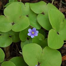 Attēlu rezultāti vaicājumam “Hepatica nobilis leaf”