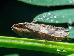 Attēlu rezultāti vaicājumam “Lycogala alisaulianovae young”