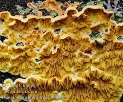 Attēlu rezultāti vaicājumam “Pseudomerulius aureus”