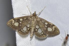 Attēlu rezultāti vaicājumam “Anania coronata”