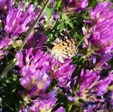 Attēlu rezultāti vaicājumam “Callistege mi”