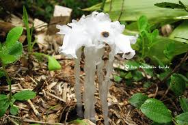 Image result for ギンリョウソウ