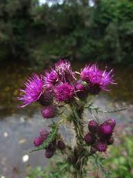 Attēlu rezultāti vaicājumam “Cirsium palustre flower”