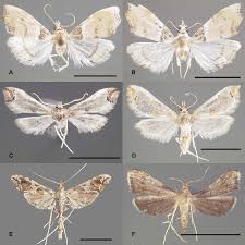 Attēlu rezultāti vaicājumam “Pyralididae”