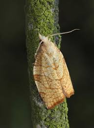 Attēlu rezultāti vaicājumam “Pandemis cinnamomeana female”