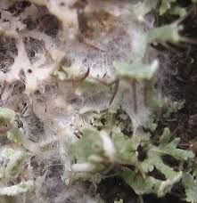 Attēlu rezultāti vaicājumam “Athelia arachnoidea”