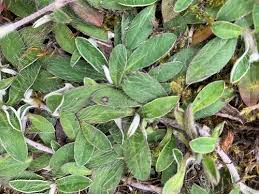 Attēlu rezultāti vaicājumam “Pilosella officinarum bud”