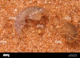 Attēlu rezultāti vaicājumam “Amphipoda”