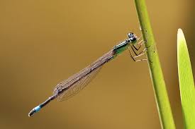 Attēlu rezultāti vaicājumam “Ischnura elegans”