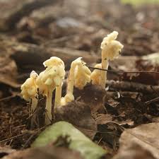 Attēlu rezultāti vaicājumam “Monotropa hypopitys fruit”