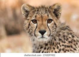 Afbeeldingsresultaat voor cheeta