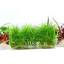 Attēlu rezultāti vaicājumam “Eleocharis acicularis”