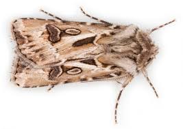 Attēlu rezultāti vaicājumam “Agrotis vestigialis”