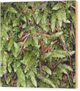 Attēlu rezultāti vaicājumam “Plagiothecium sp.”