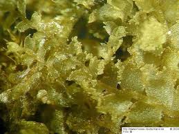 Attēlu rezultāti vaicājumam “Lophocolea minor”