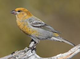 Image result for Pinicola enucleator