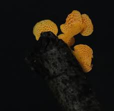 Attēlu rezultāti vaicājumam “Postia tephroleucus”