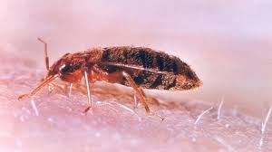 Image result for bed bugs