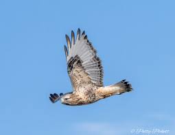 Attēlu rezultāti vaicājumam “Buteo lagopus adult”