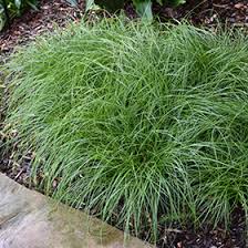 Attēlu rezultāti vaicājumam “Carex remota leaf”