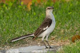 Image result for Mimus polyglottos