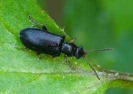 Attēlu rezultāti vaicājumam “Orsodacne cerasi”