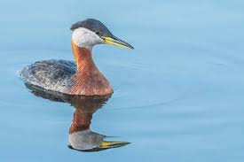 Attēlu rezultāti vaicājumam “Podiceps grisegena”