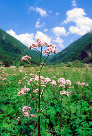 Attēlu rezultāti vaicājumam “Valeriana officinalis”