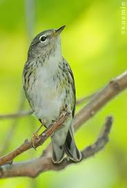 Image result for Dendroica striata