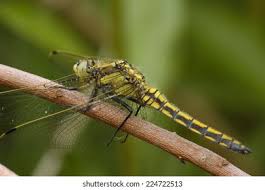 Attēlu rezultāti vaicājumam “Orthetrum cancellatum”