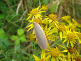 Attēlu rezultāti vaicājumam “Eilema griseola larva”