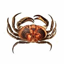 Image result for Cancer irroratus