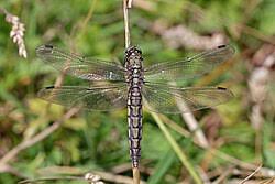 Attēlu rezultāti vaicājumam “Orthetrum cancellatum”