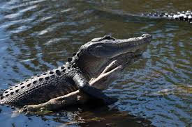 Image result for Alligator mississippiensis