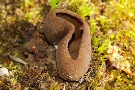 Attēlu rezultāti vaicājumam “Trichia alpina macro”