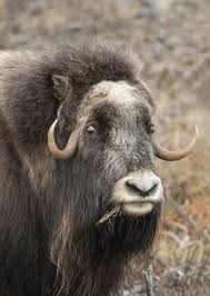 Image result for Mohakenox