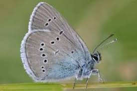 Attēlu rezultāti vaicājumam “Cyaniris semiargus”
