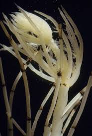 Attēlu rezultāti vaicājumam “Chara hispida”