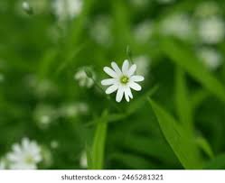 Attēlu rezultāti vaicājumam “Stellaria nemorum flower”