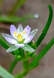 Attēlu rezultāti vaicājumam “Spergularia marina bud”